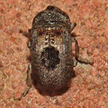 Pseudeuparius species
